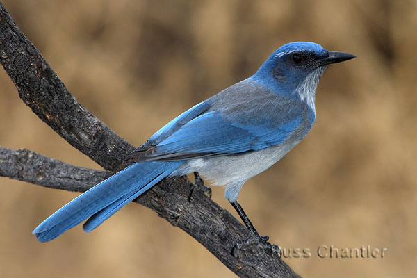 Woodhouse's Scrub Jay © Russ Chantler